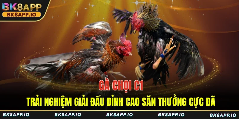 Gà chọi C1 trải nghiệm giải đấu đỉnh cao